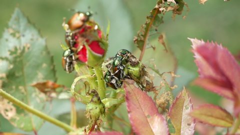 Japanese beetles destroying a rose bud plant
