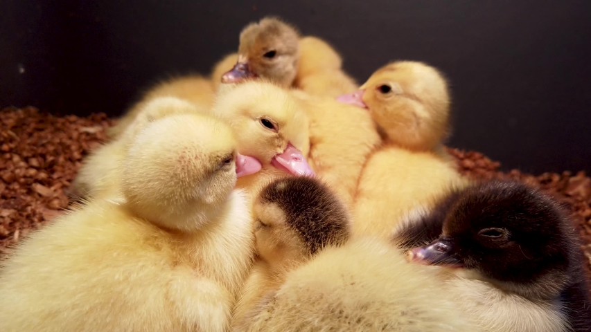 Baby ducklings in a nest image - Free stock photo - Public Domain photo ...