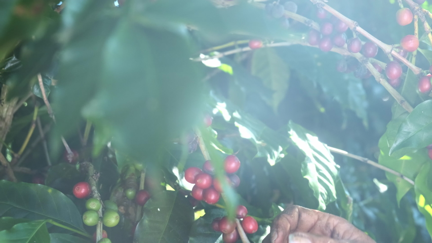 Arabica coffee being picked manually by woman agriculturist hands. Brazilian special coffee. Cinematic 4K. Royalty-Free Stock Footage #1033285214
