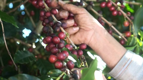Arabica coffee being picked manually by woman agriculturist hands. Brazilian special coffee.