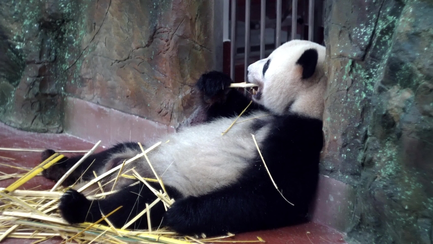 Cute Panda Eating Bamboo Stems Stock Footage Video 100 Royalty Free Shutterstock
