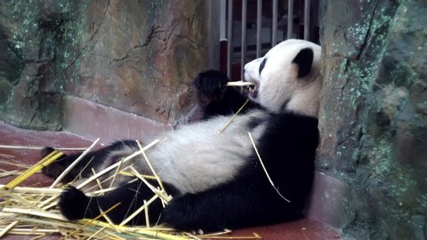 Cute Panda eating bamboo stems at zoo. Media. Lazy Panda lying and powerful teeth bite tough bamboo stalks. Charming Panda chews bamboo sticks slurping and enjoying every bite