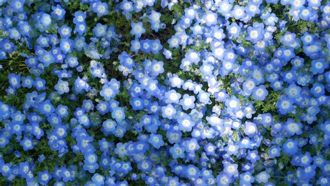 Nemophila Flower Field Baby Blue の動画素材 ロイヤリティフリー Shutterstock Nemophila Flower Field Baby Blue の動画素材 ロイヤリティフリー Shutterstock