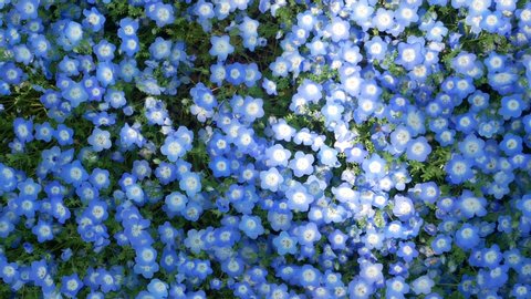 Nemophila Flower Field Baby Blue の動画素材 ロイヤリティフリー Shutterstock