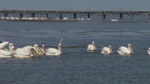 The great white pelican (Pelecanus onocrotalus), a flock of birds fishes in the estuary. Tuzla estuary, Odessa region, Ukraine