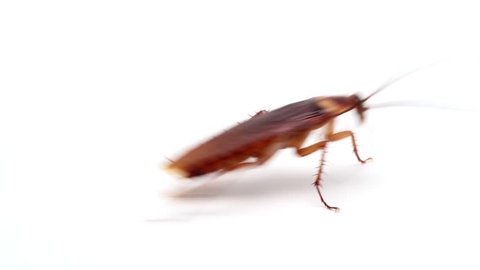 Cockroaches insects fast running on white background
