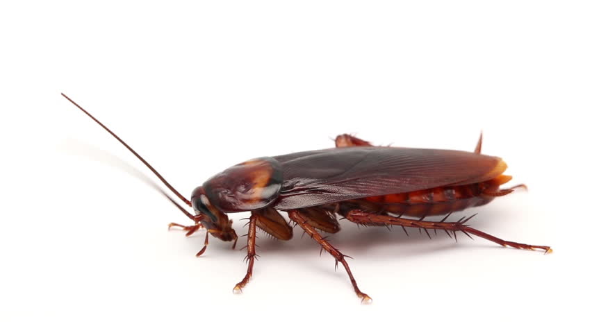 cockroach live wallpaper APK for Android Download