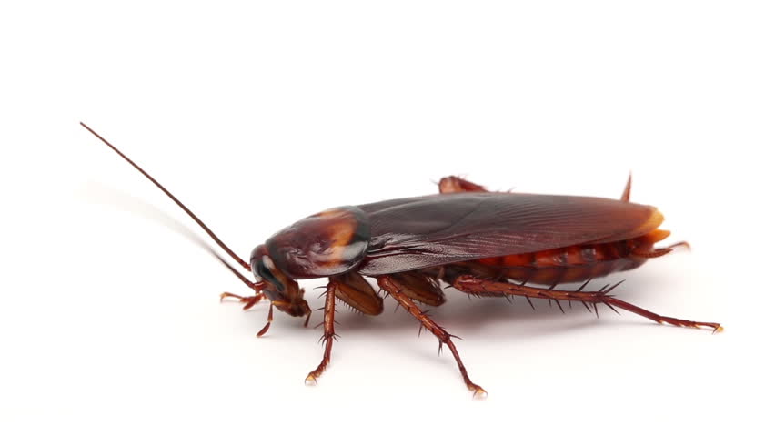 Cockroach Wallpapers  Wallpaper Cave