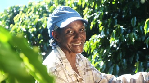 Smiling woman from Brazil picking red coffee seed on coffee plantation. Cinematic 4K.
