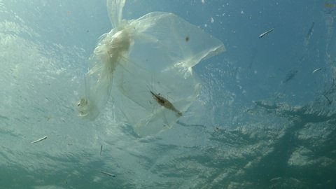 Plastic bag in the sea, killing shrimp Palaemon sp. Plastic trash, pollution, Black Sea