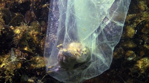 Plastic bag in the sea, killer crabs. Plastic debris, pollution, death of aquatic animals, Black Sea