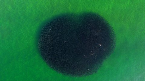 Aerial: Shoal of Salmon Circling in Beautiful Ocean in Wamberal, Australia
