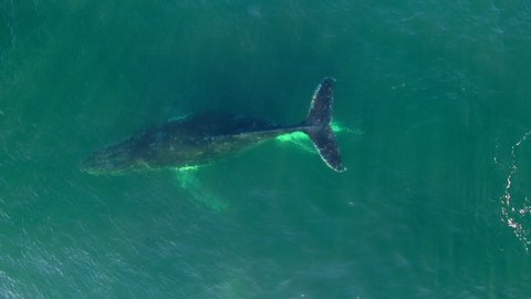 Aerial Close-up: Humpback Whales Swimming at Macmasters Beach, Australia