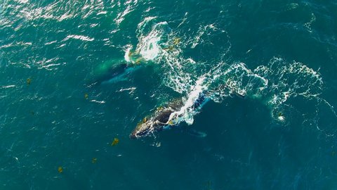 Aerial: Humpback Whales Swimming in Blue Ocean at Macmasters Beach, Australia