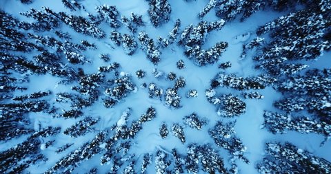 Aerial Ascend: Tops Of Pointy Trees In Snowy Forest, Fairbanks, Alaska