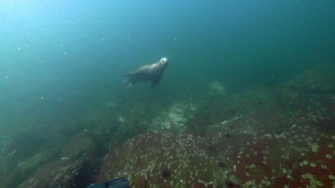 Seal Swims Toward Camera, Black Bottom of Seal, Swims Awa, Vancouver Island, Canada