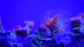 Sea anemone animal macro video 4k nature ocean life blue color