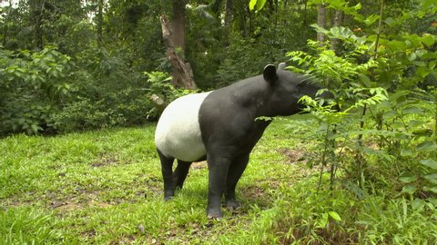 A wide shot of a black and white malayan tapir eating from a small bush