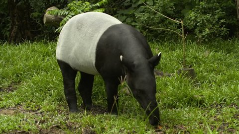 Wide shot of a malayan tapir using its long snout to search for food on the ground