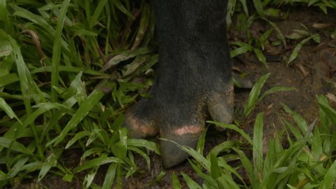 Close up of a malayan tapir's hoof in the mud