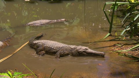 Wide shot of three Johnston's crocodiles in a small pond, with two moving to the bank