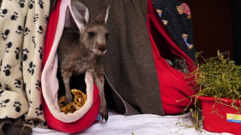 Raymond Island, Victoria / Australia - 01 03 2018: Joey kangaroos resting in handmade pouches under the care of wildlife rescue.