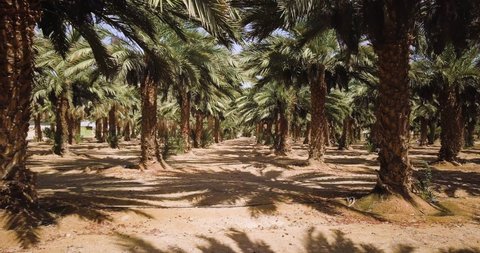 Arava Desert, Israel, Date Palms - Dynamic Dolly In Shot