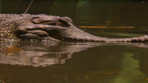 A Johnston's crocodile walking past into dark, shallow water to hunt