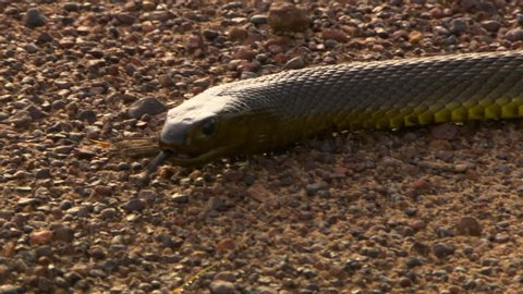 A close up tracking shot of an inland taipan snake slithering around and flicking its tongue in and out