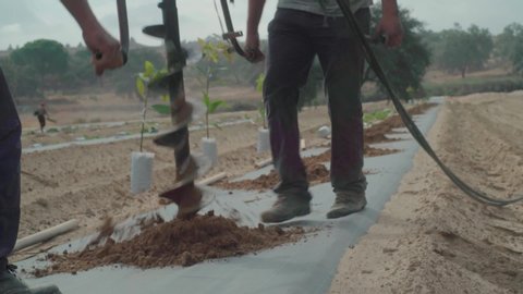 Huelva, Spain - 10 09 2018: A two man Earth auger drills a sapling hole into plastic mulch on a plantation in Huelva, Spain, Slow Motion