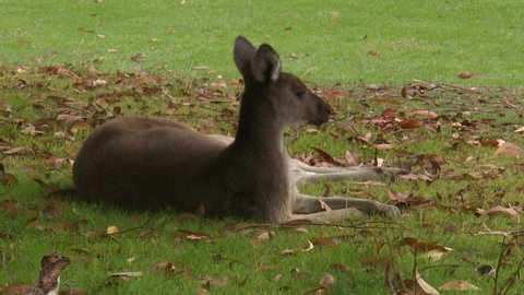 Steady, medium close up shot of a kangaroo laying on grass.