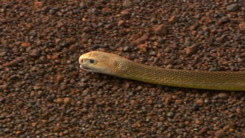 Handheld, close up shot of a eastern brown snake (Pseudonaja textiles) slithering on gravel and sand, the camera steadies to show the rest of the snake's body pass by.