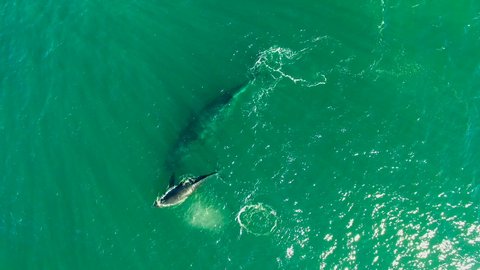 Aerial: Amazing Humpback Whales Swimming in Ocean in Toowoon Bay, Australia
