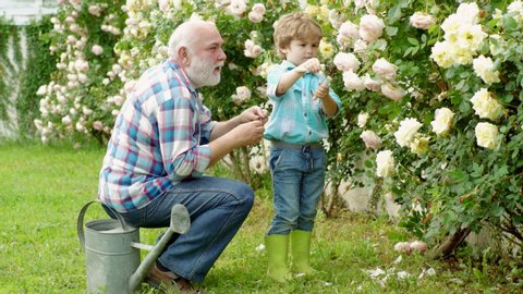 Growing plants. Family generation and relations concept. Child are in the garden watering the rose plants. Grandfather. Senior man with grandson gardening in garden