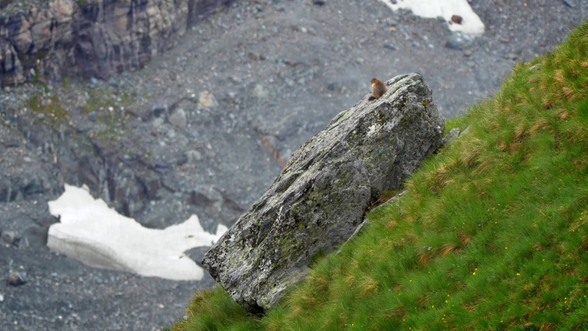 Alpine marmot (Marmota marmota) in the mountains