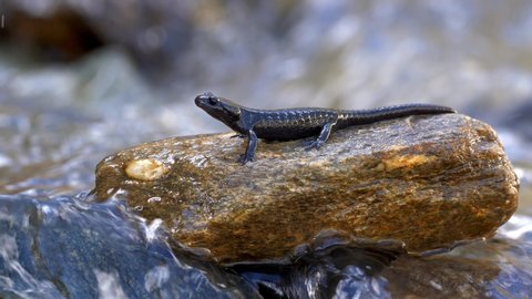 Alpine salamander (Salamandra atra) in mountain stream