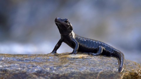Alpine salamander (Salamandra atra) in mountain stream