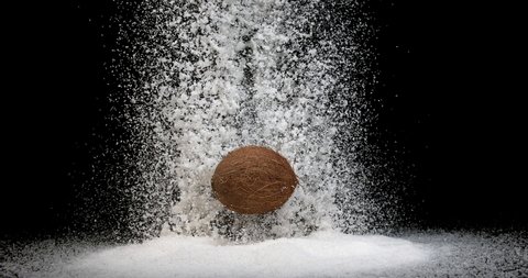 Coconut, cocos nucifera, Fruit and Powder Exploding against Black Background, slow motion 4K