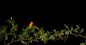 Fischer's Lovebird, agapornis fischeri, Adult standing on Branch, taking off, in flight, slow motion 4K