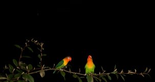 Fischer's Lovebird, agapornis fischeri, Pair standing on Branch, taking off, in flight, slow motion 4K