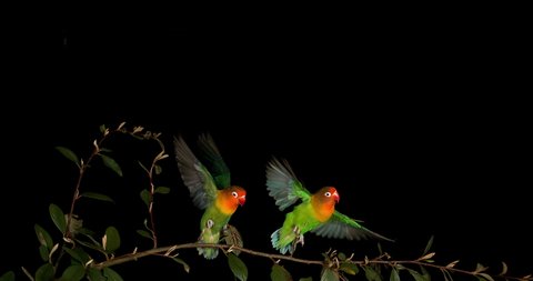 Fischer's Lovebird, agapornis fischeri, Pair standing on Branch, taking off, in flight, slow motion 4K