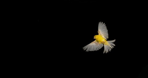 Yellow Canary, serinus canaria, Adult in flight against Black Background, Slow Motion 4K