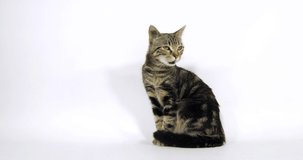Brown Tabby Domestic Cat, Pussy sitting On White Background, Walking, Slow Motion 4K
