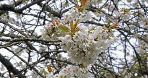 Wind and Blooming Cherry Tree, prunus sp., Normandy in France, Slow motion 4K