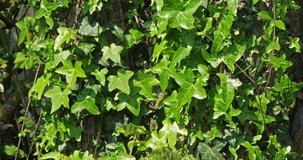 Ivy, hedera helix, Normandy in France, slow motion 4K