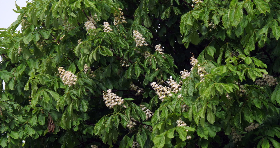 Wind and Horse Chestnut, aesculus hippocastanum, Blooming Tree, Normandy in France, Slow motion 4K