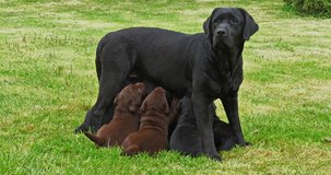 Black Labrador Retriever Bitch That Feeds Black and Brown Puppies, Normandy in France, Slow Motion 4K