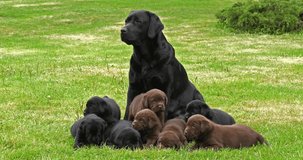 Black Labrador Retriever Bitch and Black and Brown Puppies on the Lawn, Normandy, 4K Slow Motion