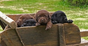 Labrador Retriever, Brown and Black Puppies in a Wheelbarrow, Yawning, Normandy in France, Slow Motion 4K