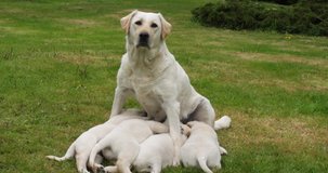 Yellow Labrador Retriever Bitch That Feeds Puppies, Normandy in France, Slow Motion 4K